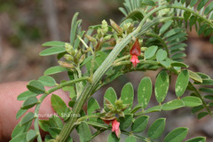 Indigofera wightii